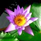 37- Fleur de nenuphar 